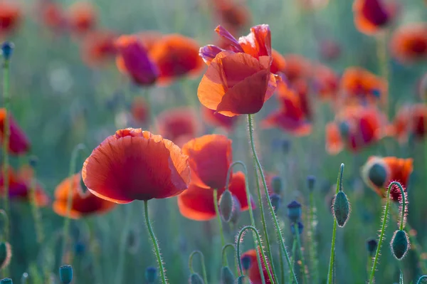 Red Poppies Light Setting Sun Spring — Stock Photo, Image