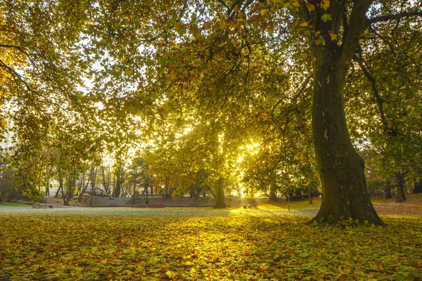 秋の公園の風光明媚なビュー — ストック写真