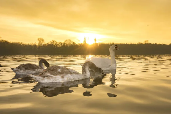 日出时在湖上游泳的天鹅家族的风景 — 图库照片