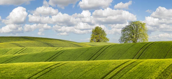 Vista Panorámica Del Campo Verde Bajo Cielo Azul — Foto de Stock