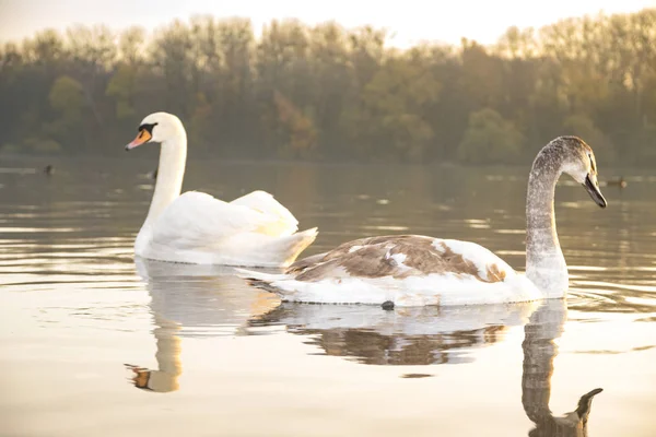 Familia Cisnes Nadando Lago Amanecer — Foto de Stock