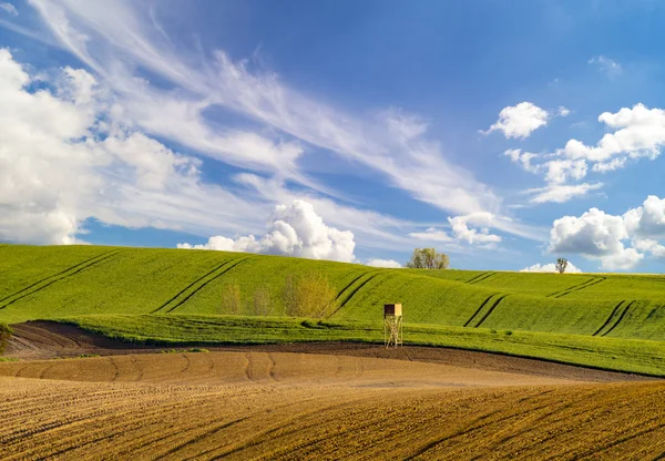 Vacker Utsikt Över Gröna Fält Blå Himmel Med Moln — Stockfoto