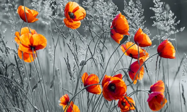natural composition of red poppies, selective focus