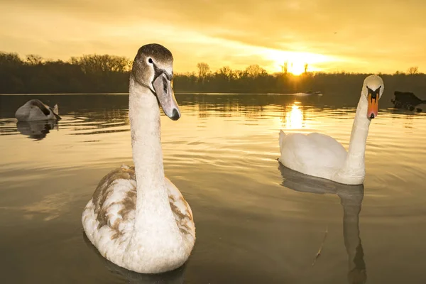 日出时在湖上游泳的天鹅家庭 — 图库照片