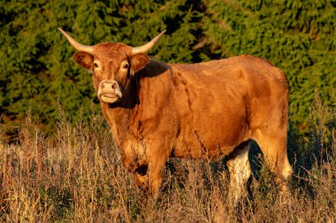 Sonbahar mera, seçici odak, kırmızı boynuzlu inek