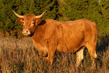 Sonbahar mera, seçici odak, kırmızı boynuzlu inek