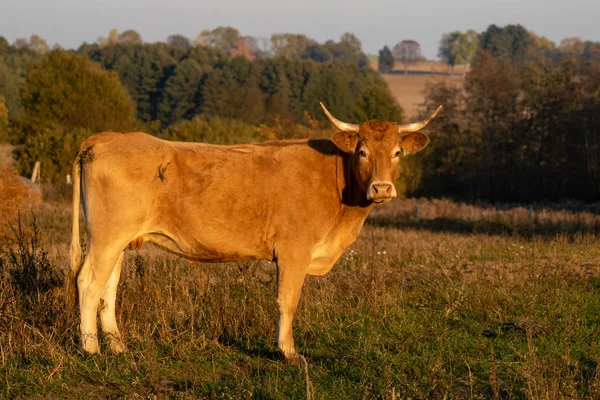 Vache Cornes Rouges Pâturage Automne Orientation Sélective — Photo