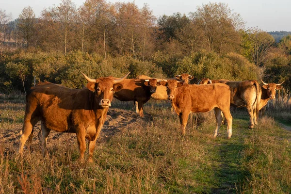 Vacas Cuernos Rojos Pasto Otoño Enfoque Selectivo — Foto de Stock