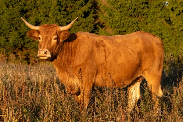 Vaca Cuernos Rojos Pasto Otoño Enfoque Selectivo — Foto de Stock