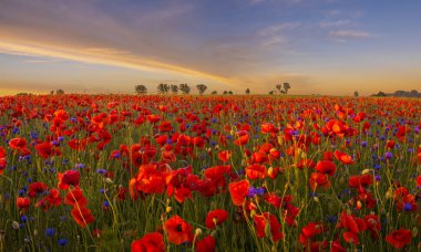 Kırmızı haşhaş gündoğumu, doğal görünümünü