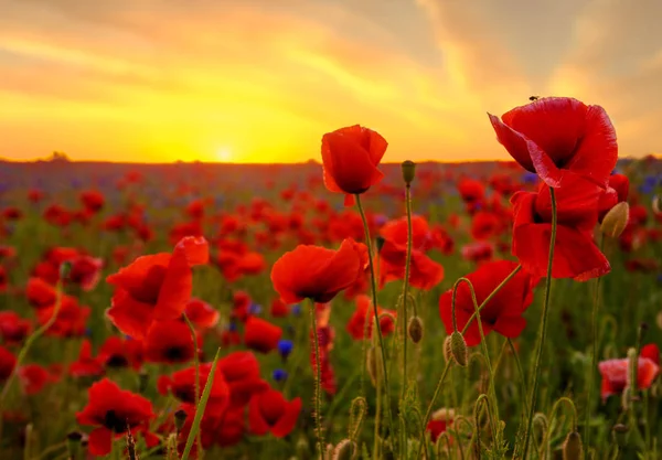 Scenic View Red Poppies Sunrise — Stock Photo, Image