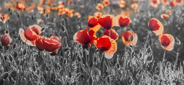 Kırmızı Poppies Seçici Odak Doğal Bileşimi — Stok fotoğraf