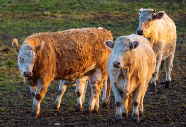 Erken Bahar bahçesinde sığır eti