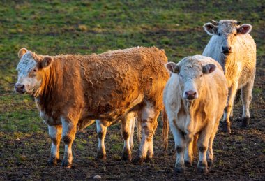 Erken Bahar bahçesinde sığır eti
