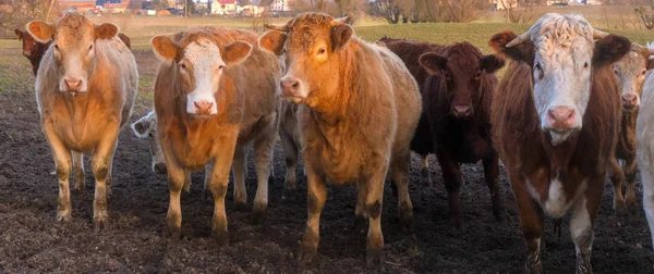 Rebaño Ganado Vacuno Pasto Principios Primavera Alemania Panorama — Foto de Stock