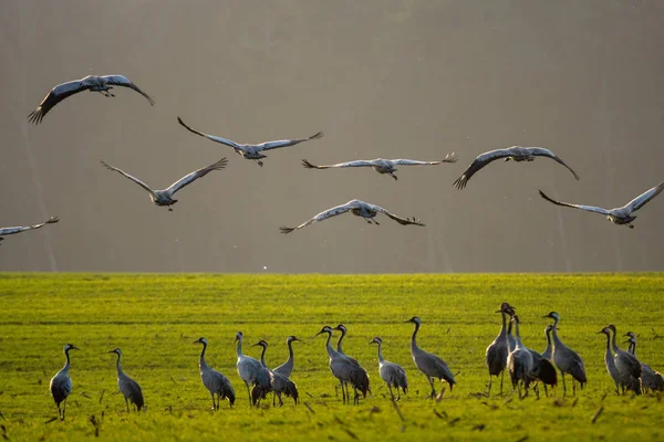 A flock of cranes on a spring field after arrival in Germany