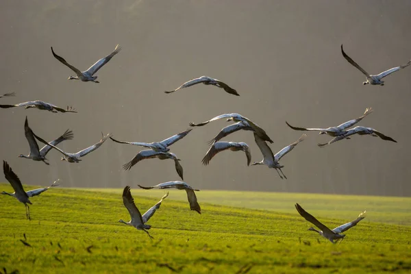 A flock of cranes on a spring field after arrival in Germany