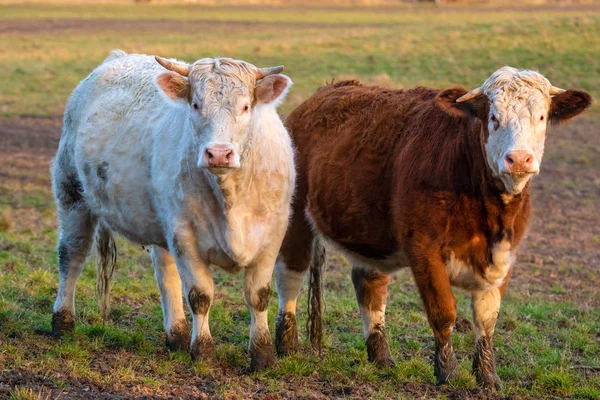 Erken Bahar bahçesinde sığır eti
