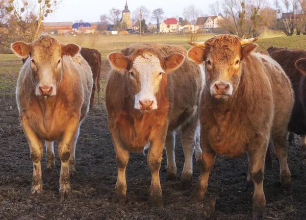Lock Beef Cattle Pasture Early Spring Germany — Stock Photo, Image