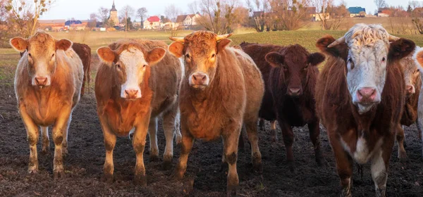 Rebaño Ganado Vacuno Pasto Principios Primavera Alemania Panorama — Foto de Stock