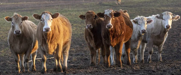 在德国早春的牧场肉牛群 — 图库照片
