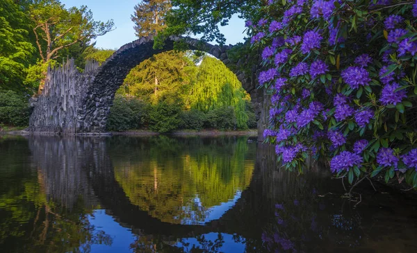 Rhododendron Blüht Frühling Rhododendronpark Kromlau Sachsen Deutschland — Stockfoto