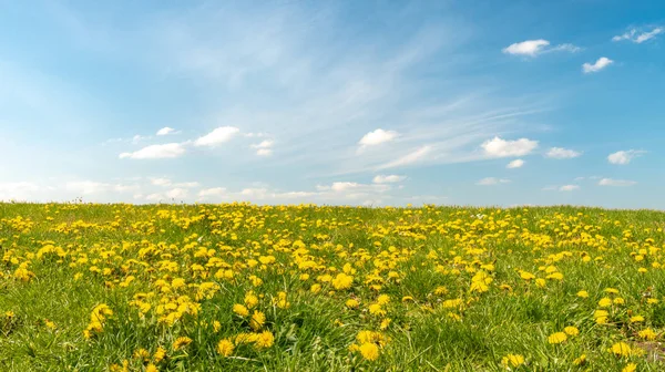 Voorjaar Bloeiende Weide Zonnige Dag — Stockfoto