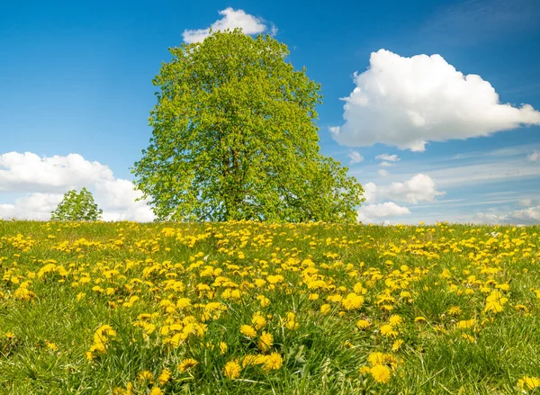 Lente bloeiende weide — Stockfoto