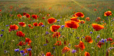 Akşam ışığı alanına vahşi haşhaş panorama 