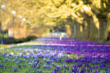 sokakta park uçak ağaçlarının çiçeklenme çiğdemler