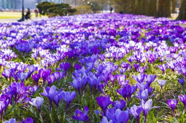Şehir Parkı baharda çiçek açan Çiğdem