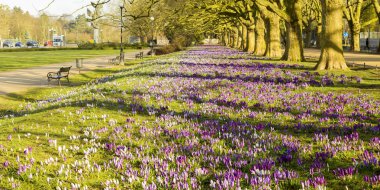 Bahar çiçekli çiğdemler, Szczecin bir parkta bir c olduğu