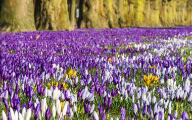 Szczecin, Polonya şehir parkında renkte çiçek açan çiğdemler