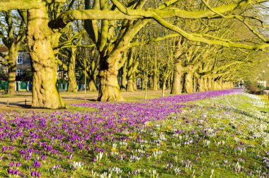 Bahar çiçekli çiğdemler, Szczecin bir parkta bir c olduğu