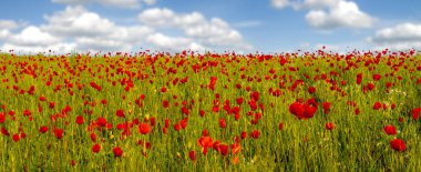 Kırmızı poppies, panorama görünüm
