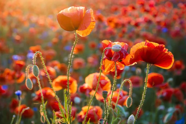 Amapolas rojas entre flores silvestres en la luz del atardecer — Foto de Stock