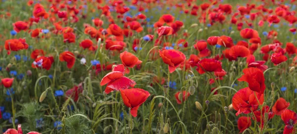Composición de amapolas rojas, hierbas y flores silvestres — Foto de Stock