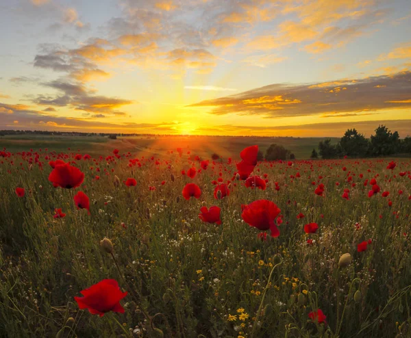 Puesta de sol sobre un prado de amapola — Foto de Stock