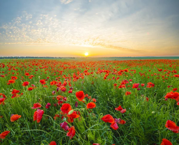 Zonsondergang over poppy weide — Stockfoto