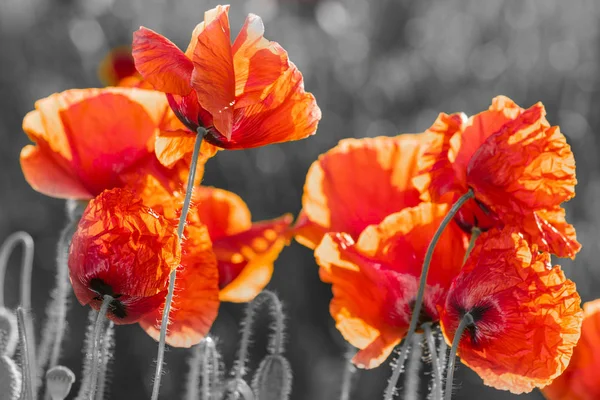 Blommor Röda vallmo blommar på vilda fält — Stockfoto