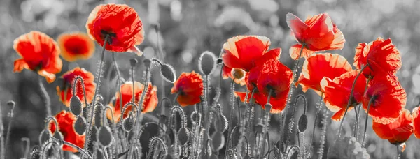 Rote Mohnblumen, schwarz und weiß — Stockfoto