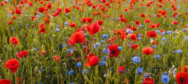 Piros Pipacsok, gyógynövények és wildflowers — Stock Fotó