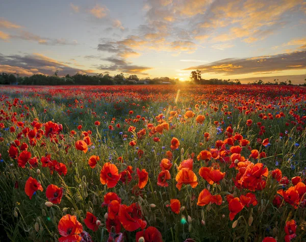 Piros Pipacsok Búzavirág és más wildflowers a setti — Stock Fotó