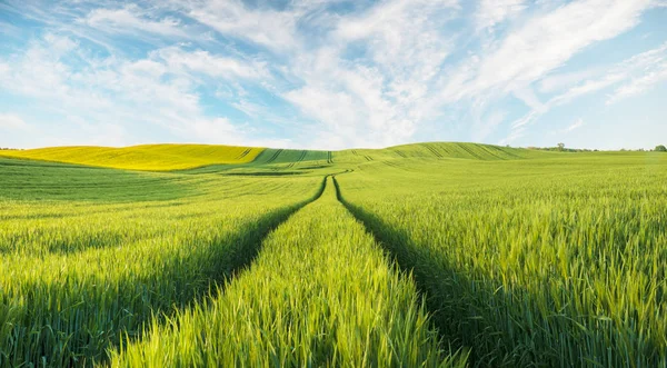 Green, våren fält, panorama — Stockfoto