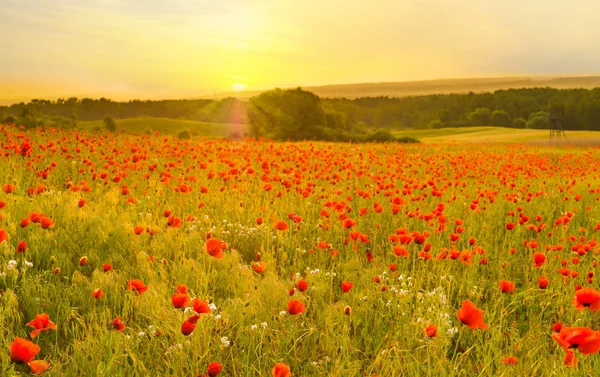 Rode papavers — Stockfoto