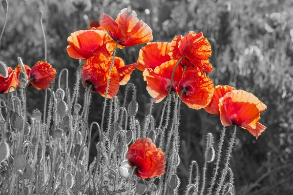 Flowers Red poppies blossom on wild field — Stock Photo, Image