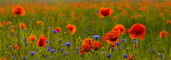 Panorama de amapolas rojas silvestres y flores silvestres — Foto de Stock