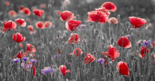 Wild poppies field in the evening light, panorama-black and whit — Stock Photo, Image