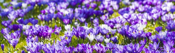 Crocus floreciendo en la primavera en el parque de la ciudad —  Fotos de Stock