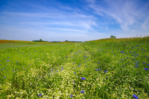 Fältet av röd vallmo i en vacker solig dag — Stockfoto